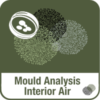 Schimmel-Abklatsch_EN